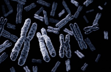 chromosomes