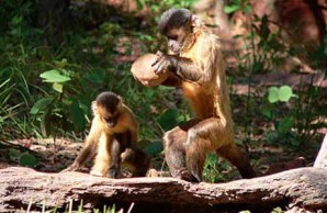 Bearded capuchin