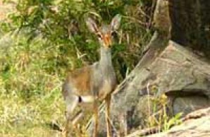 Günther’s dik-dik and go away bird