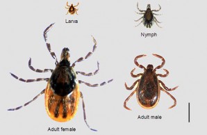 Lyme tick Lyme tick