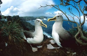 Albatross 1