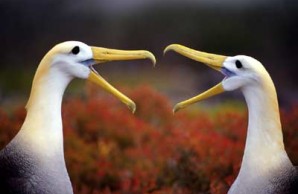 Albatross 2