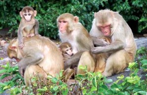 Rhesus monkeys Rhesus monkeys
