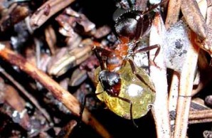 ants ants