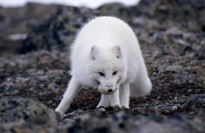 arctic fox