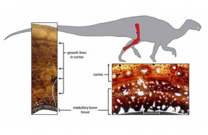 Tenontosaurus Tenontosaurus