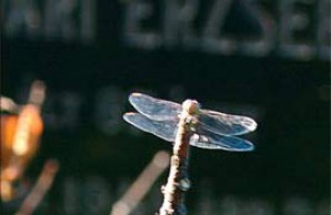 dragonfly dragonfly