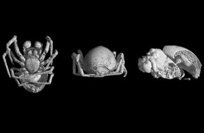 fossil spider