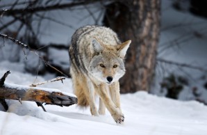 coyote