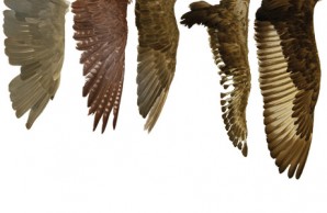 feathers feathers