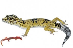eyelid geckos
