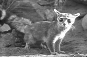 Ring Tail Cat 