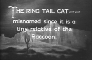 Ring Tail Cat 