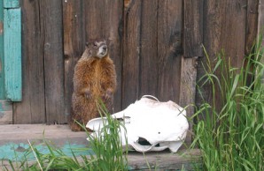 Yellow-bellied marmot