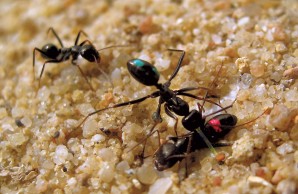Ant Ant