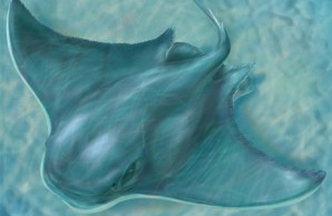 bat ray