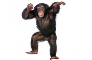 chimp dancing chimp dancing