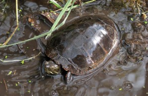 dark colored turtle