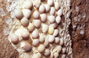 Golden geckos eggs