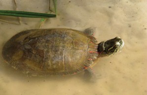 light colored turtle