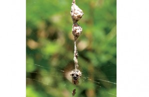 Orb spider