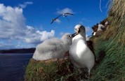 Albatross 3