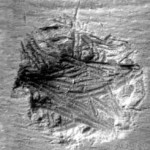 Dermestid-beetle larvae