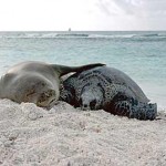 Green Turtle