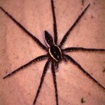 Fishing spider