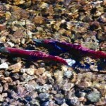 Female sockeye salmon swim in the Skeena River watershed, British Columbia.  