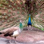 Peacock displays for a peahen 