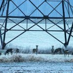 Roe deer