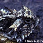 aqueduct lizards