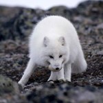 arctic fox