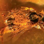 bee in amber