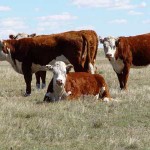 cattle