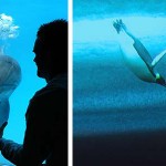 Bottlenose dolphin