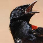 Fairy wren