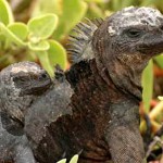 iguanas