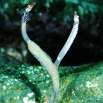 pipefish