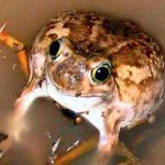 spadefoot