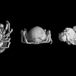 fossil spider