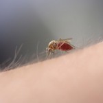 mosquito