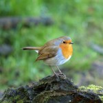 thrush