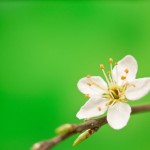 tree bud