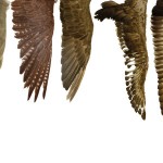 feathers