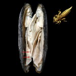 mussel