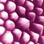 petal cells 