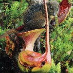 tree shrew