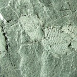 trilobites